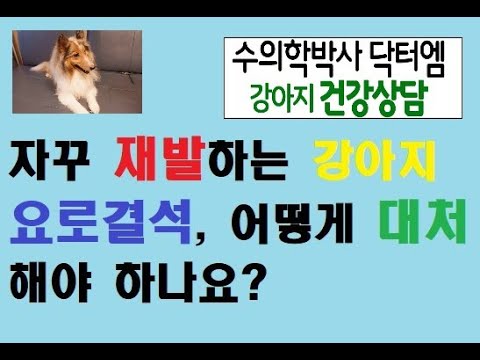 강아지 요로결석 수술 후 재발했어요. 어떻게 해야하나요?