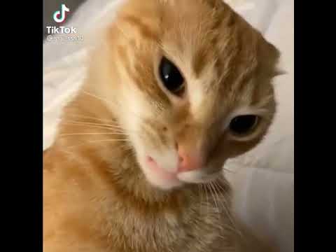 Credits to gaokennn on tiktok #notmine #shortsviral #funny #youtubeshorts #memes #catvideos #cats