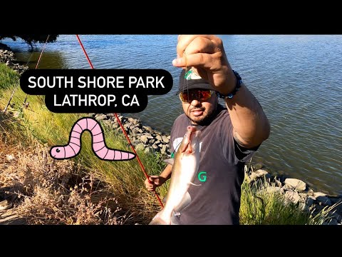 Multi Species Catches From The Bank In The Delta #fishing #video #fish #bass #catfishfish #fun #new