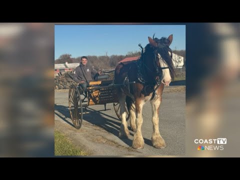 A horse dead and its rider injured after hit-and-run crash