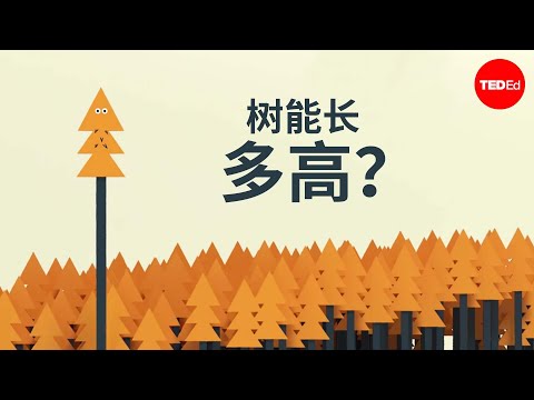 树能长多高？ - Valentin Hammoudi