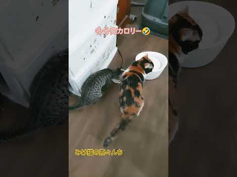 子猫用のカリカリにつき　#cutecat #三毛猫#子猫#カリカリ