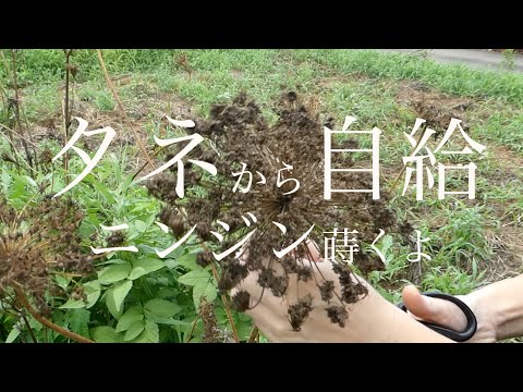 ニンジン種まき #家庭菜園 #自家採種#無肥料