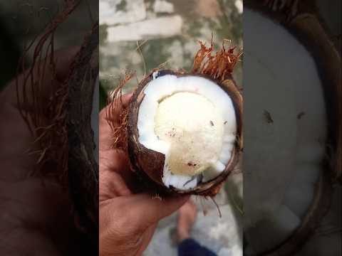 Coconut 🥥 in flower today nice day Coconut flower#Shorts