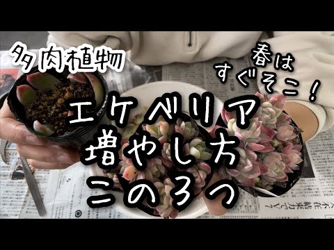 【多肉植物】エケベリアの増やし方3選