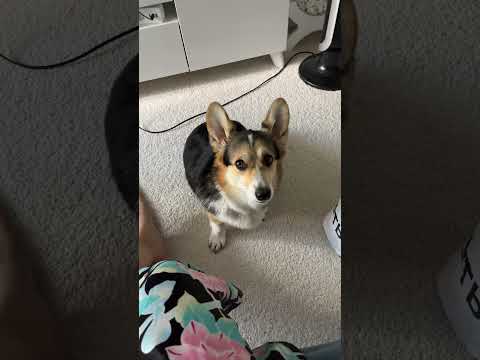 КОРГИ ЛУНА ПОТРАТИЛА ВСЕ ДЕНЬГИ #corgi #dog #funnyvideo #cute #funny #pet #humor