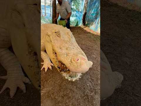 2 Albino Alligators Eating! #youtubeshorts #alligator #albino #shorts