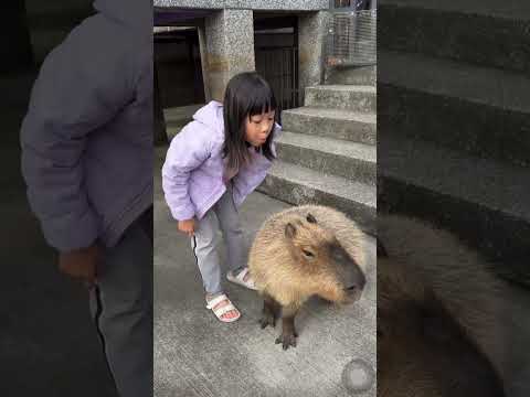 肉圓分享卡皮巴拉#小知識 🤣#水豚 #capybara