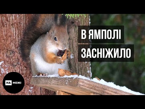 В Ямполі засніжило