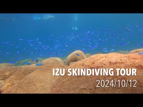 【シュノーケリング】天国のような秋の海！伊豆日帰りスキンダイビングツアー 202410