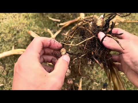 Harvesting Blue turmeric!