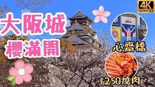 Cherry Blossoms Osaka Castle, Namba Shinsaibashi Dotonbori, All you can eat BBQ for 1,000 yen 4KVLOG