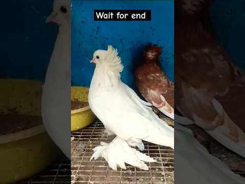 Fancy kabutar nakab posh kabutar #pigeon #shortvideo #shorts #viralvideo