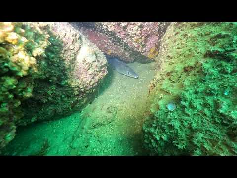 あなご2024.10.25山口県周防大島町「地家室海域公園」