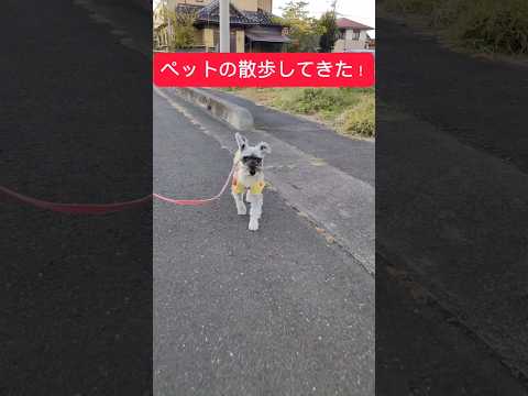 犬の散歩してきた！#犬