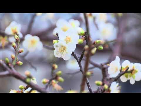 2121台北士林官邸 玫瑰花盛開(JEFF 4K video)2121 Taipei Shilin Official Residence Plum Blossom Taiwan #jeff0007