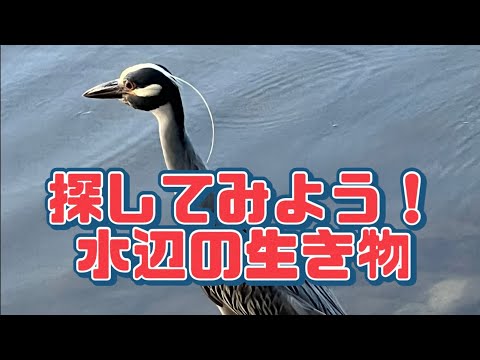 【観察】水辺の生き物 何がいるかな？ What Did You Find by the Watersides?