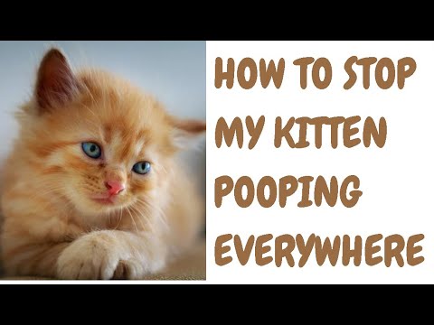 How To Stop My Kitten Pooping Everywhere