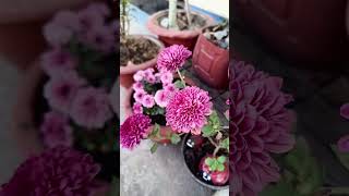 So cute 🥰#ytshorts #floweringplant #shortsvideo #gardeningchannel #gardeningchannel