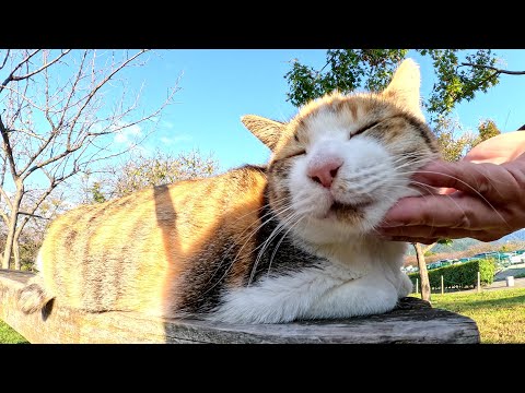 A fat calico cat and a swirly cat occupy the table and relax