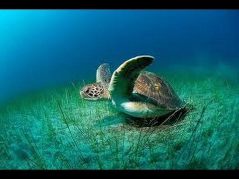 Sea Turtles Documentary HD - Turtles and Tortoises