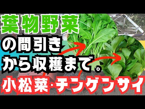 【秋冬野菜】、【小松菜】、【チンゲンサイ】の収獲までの経過です😄‼️