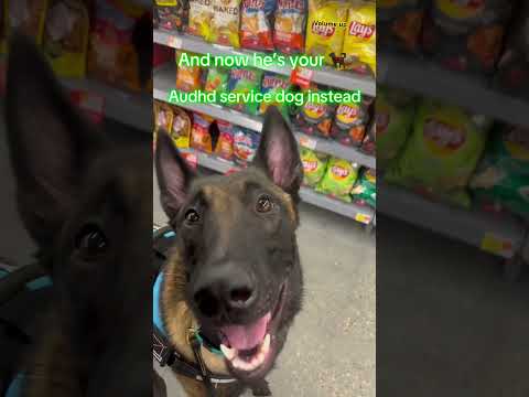 #malinois waiting in line at #walmart #audhd #servicedog #servicedogteam #cutedog #malinoislovers