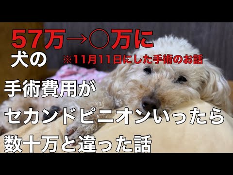 11月11日に手術した犬の手術費用が57万が10万以下に変わった 話（ｾｶﾝﾄﾞｵﾋﾟﾆｵﾝ）実際にかかった金額お見せします