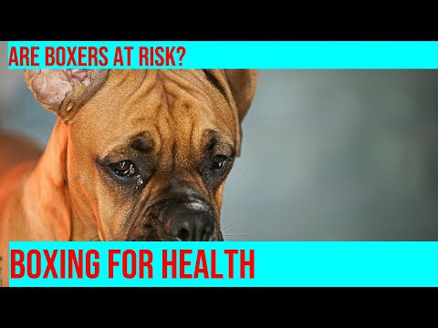 Boxers: Are They Prone to Blood Disorders?