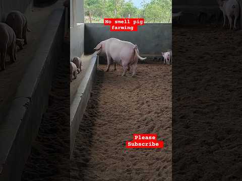 Provide Clean water to your pigs daily! Farm Routine.  #farming #shorts #pig