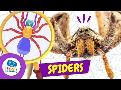 THINGS YOU DIDN'T KNOW ABOUT SPIDERS 🕷️🕸️ | Animals For Kids | Happy Learning #spiders #animals