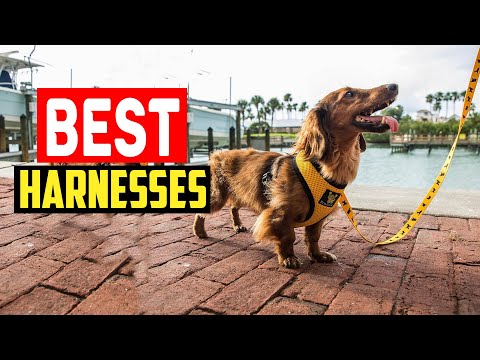 ✅Top 5 Best Harnesses for Pomeranians in Every Style in 2024