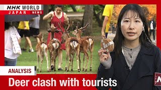 Nara's famed deer clash with touristsーNHK WORLD-JAPAN NEWS