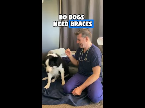 Your dog needs braces - See what Dr. Evan has to say!