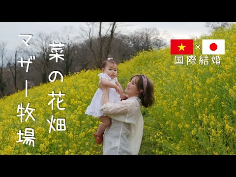 【Trip】絶景！！マザー牧場の菜の花！！