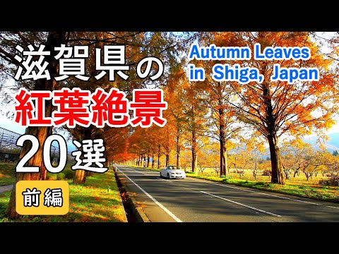 Best 20 autumn leaves in Shiga, Japan Part1 / Metasequoia trees, Hikone Castle, Lake Biwa, etc.