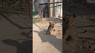 dog and cat fight #dog #deshi #train #doglover #street_dogs #shorts #local #chikudog #viral #desi