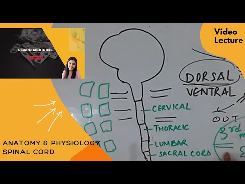 Spinal Cord - Anatomy and Physiology part 1 (Nervous System)