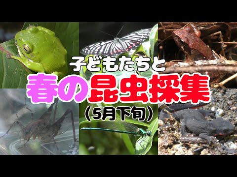 森には生き物いっぱい！家族で5月の虫取り行ってきました！！！