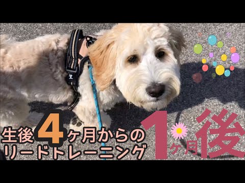 生後4ヶ月から子犬のリードトレーニング1ヶ月後/Puppy Leash Training Progress