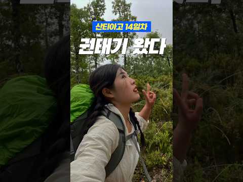 뭐하러 800km걷냐? 집에서 넷플릭스나 보지