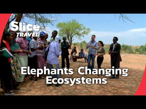 Zimbabwe's Elephant Boom: Saving the Savanna | SLICE TRAVEL | FULL DOC