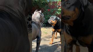 Cane Corso vs Rottweiler, which is the ultimate guard dog💥#trendingshorts #dogsofyoutube #youtube