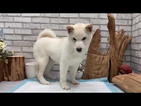 White Shiba Inu - Josiah