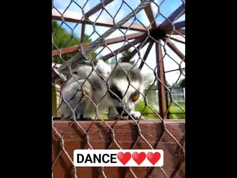 #shorts #beautiful #adorable #dance #dancer #dancevideo #see #animals #animation ♥️♥️♥️♥️♥️♥️♥️♥️♥️