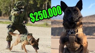 This is What a $250,000 Elite Protection Dog Looks like!