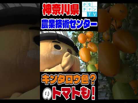 【ショート】神奈川生まれの野菜～湘南ポモロンってな～んだ？～