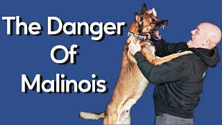 Most Dangerous Thing About Owning Malinois