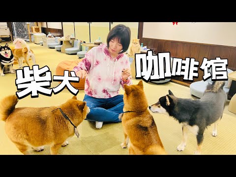 十几只柴犬随便撸？在上海，喝咖啡也开始卷了。。。