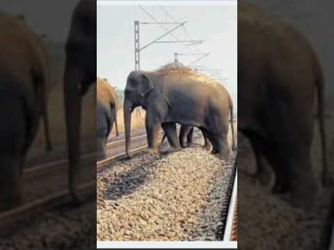 Bandamunda Railway station Me Hathi ka Jhund #elephant #indianrailways #wildelephants #2024